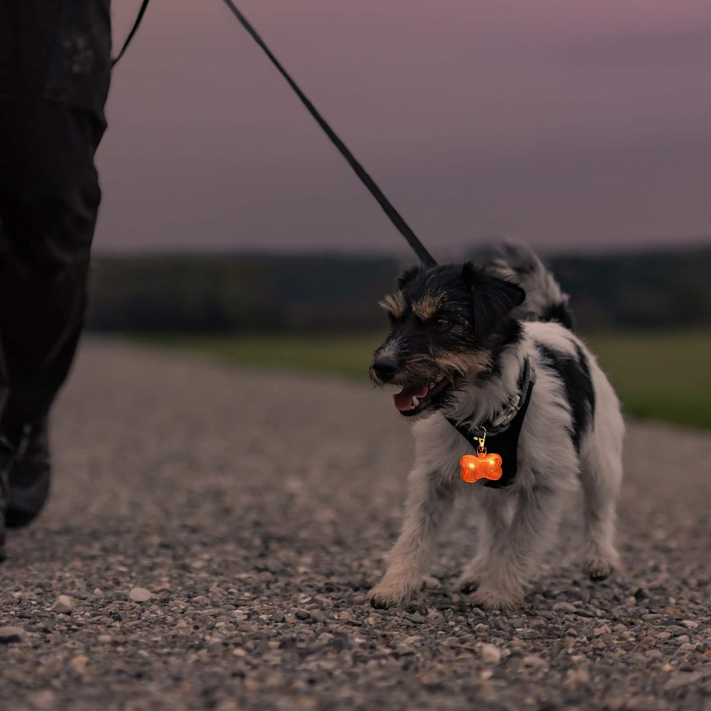 Colgante led de hueso para perros