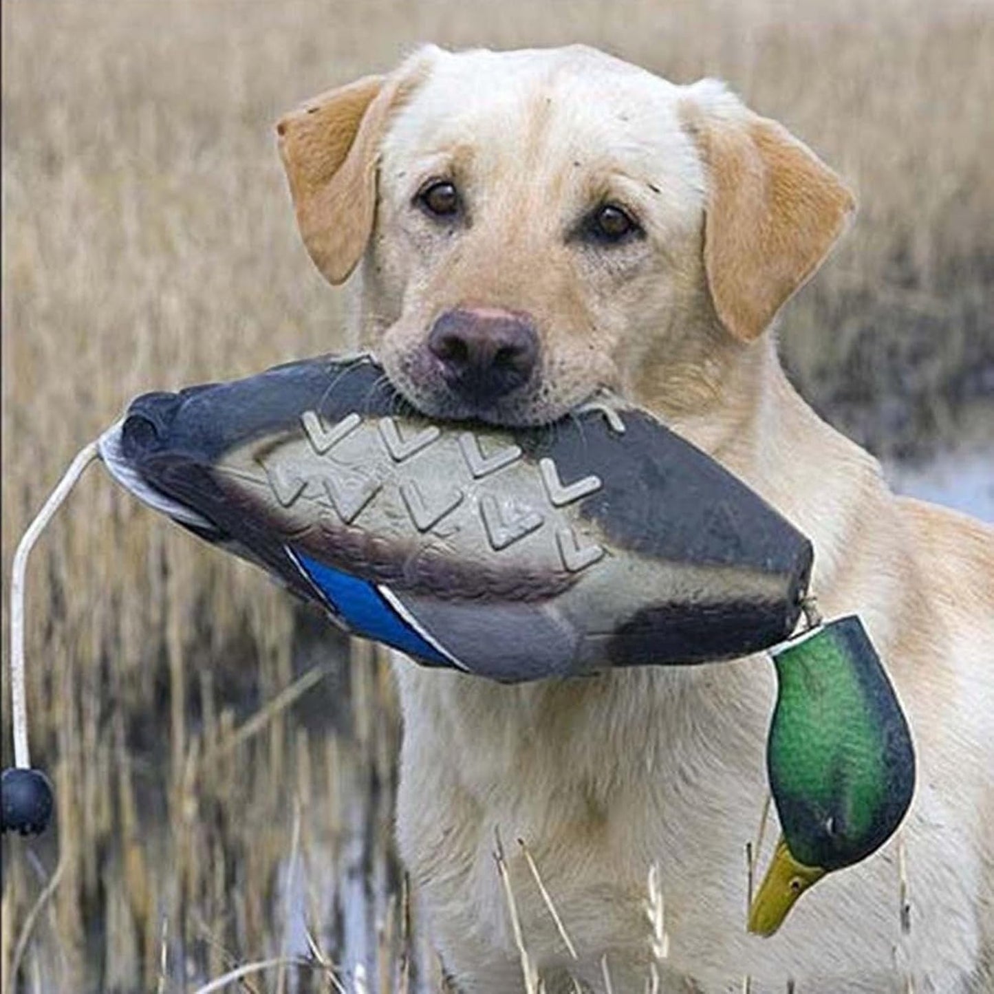 Juguete de señuelo de pato para perros