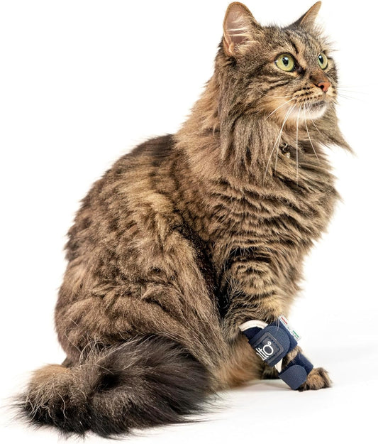 Férula para gatos: férula para la laxitud carpiana y tarsal en felinos