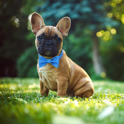 Collar con lazo brillante para perros