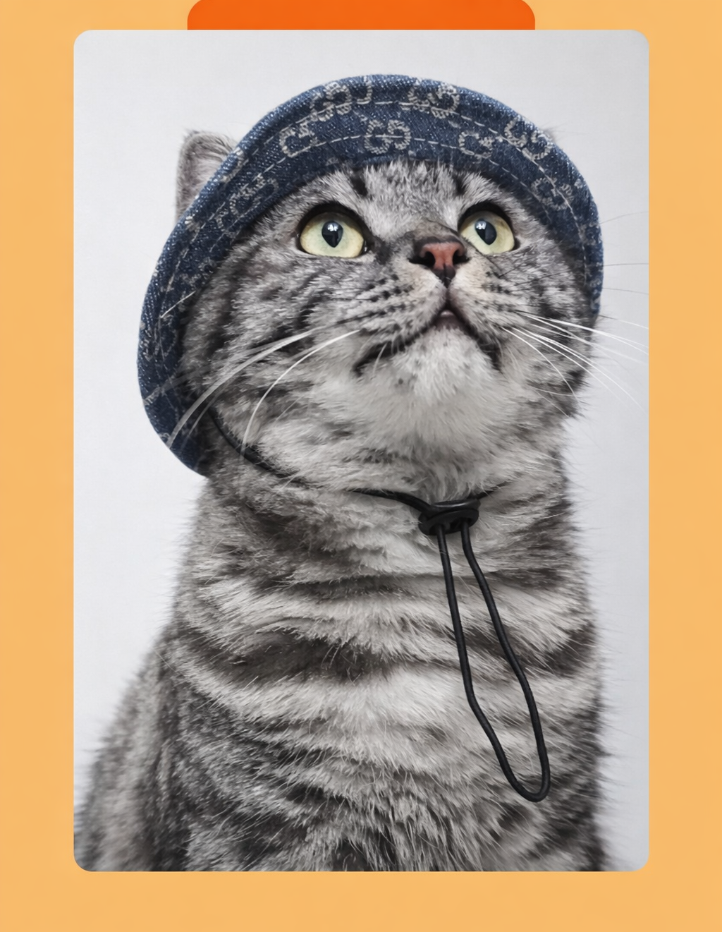 Gorro para mascotas elegante azul