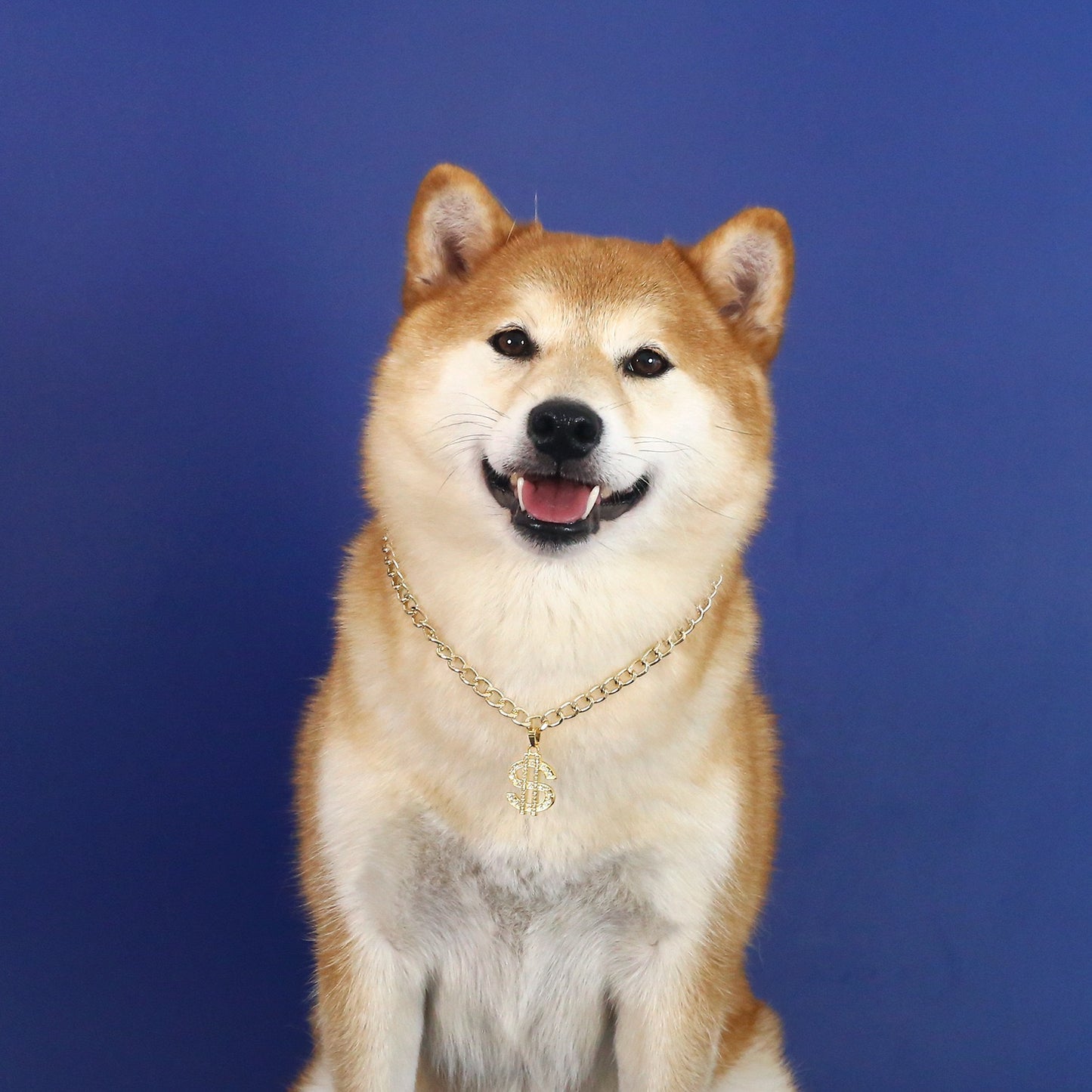 Collar brillante dólar sign para mascotas pequeñas