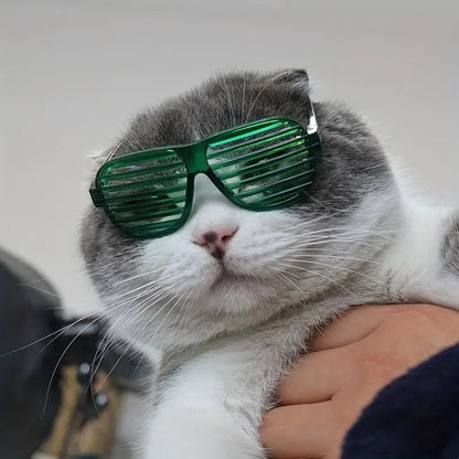 Gafas de sol para gatos