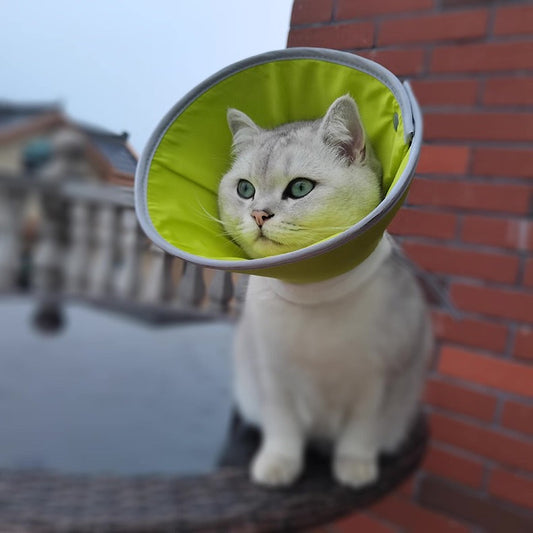 Cono isabelino de tela impermeable para mascotas