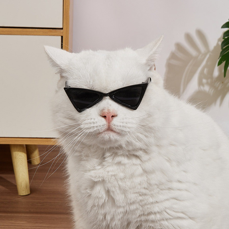 Lentes para mascotas
