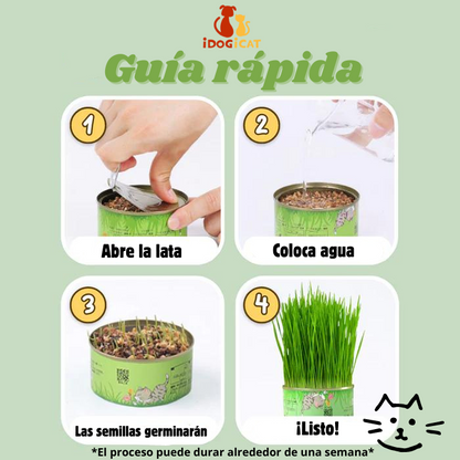 Semillas de hierba gatera sin germinar en lata (Catnip)