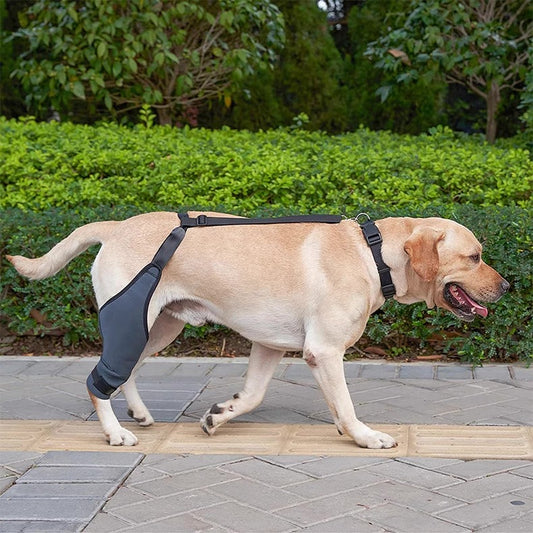 Soporte de pierna trasera para perros