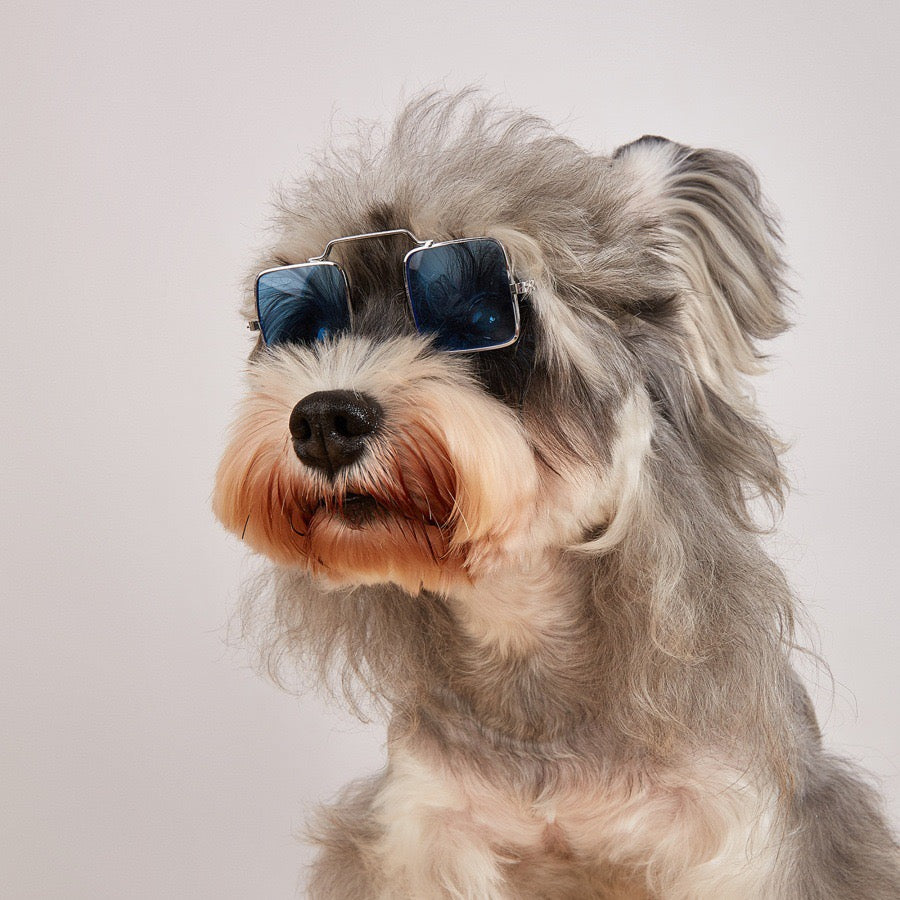 Lentes para mascotas