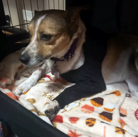 Arnés de soporte con collar para patas traseras