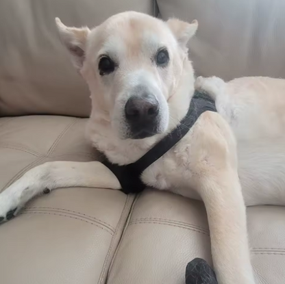 Arnés de soporte con collar para patas traseras