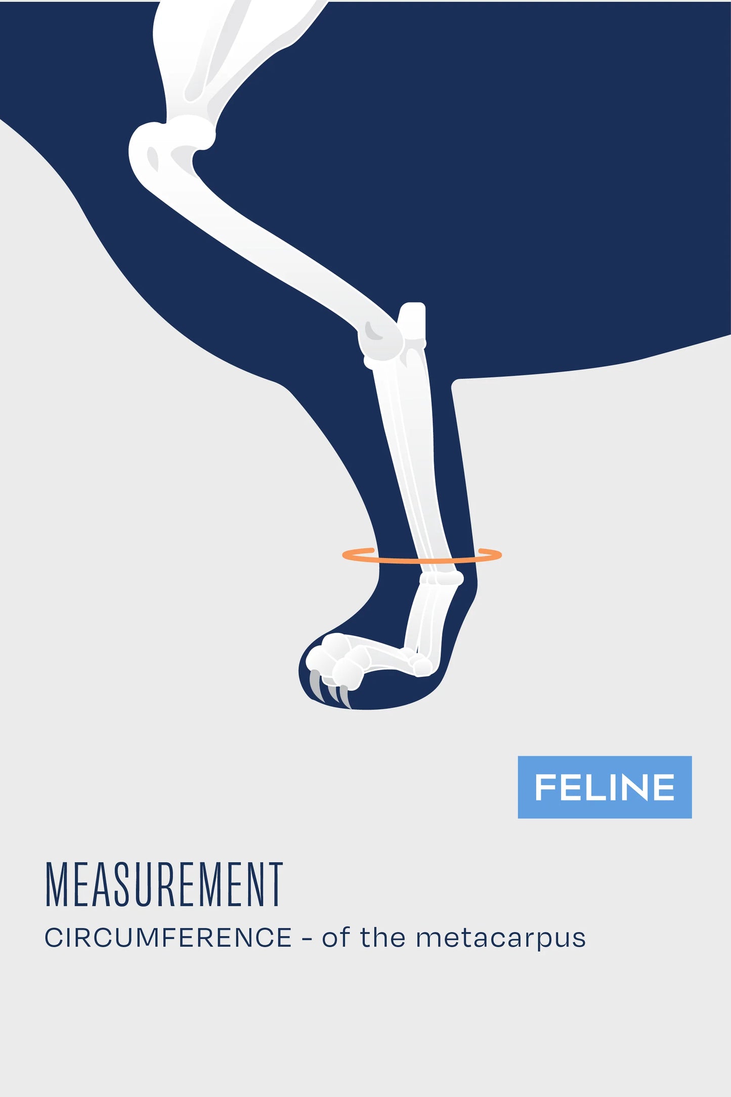 Férula para gatos: férula para la laxitud carpiana y tarsal en felinos