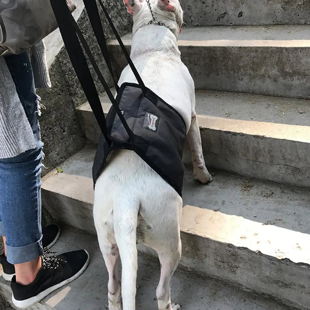 Soporte para perros medianos a grande (Modelo 005)