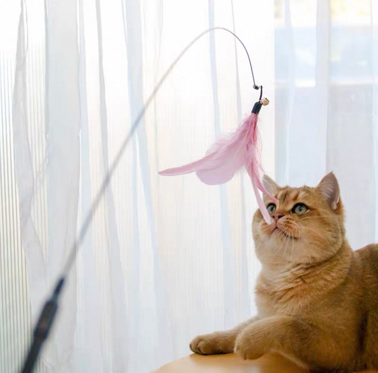 Cañita para gatos con plumas