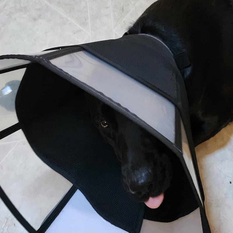 Cono isabelino #C20 para perros