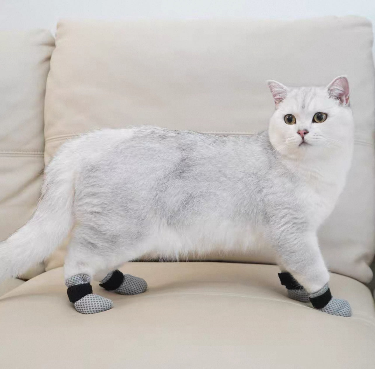 Zapatos anti arañazos para gatos