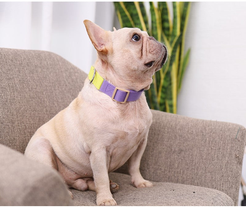 Collar Antiescape para perros