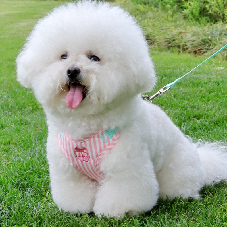 Pechera raza pequeña manzana rosada HAR012