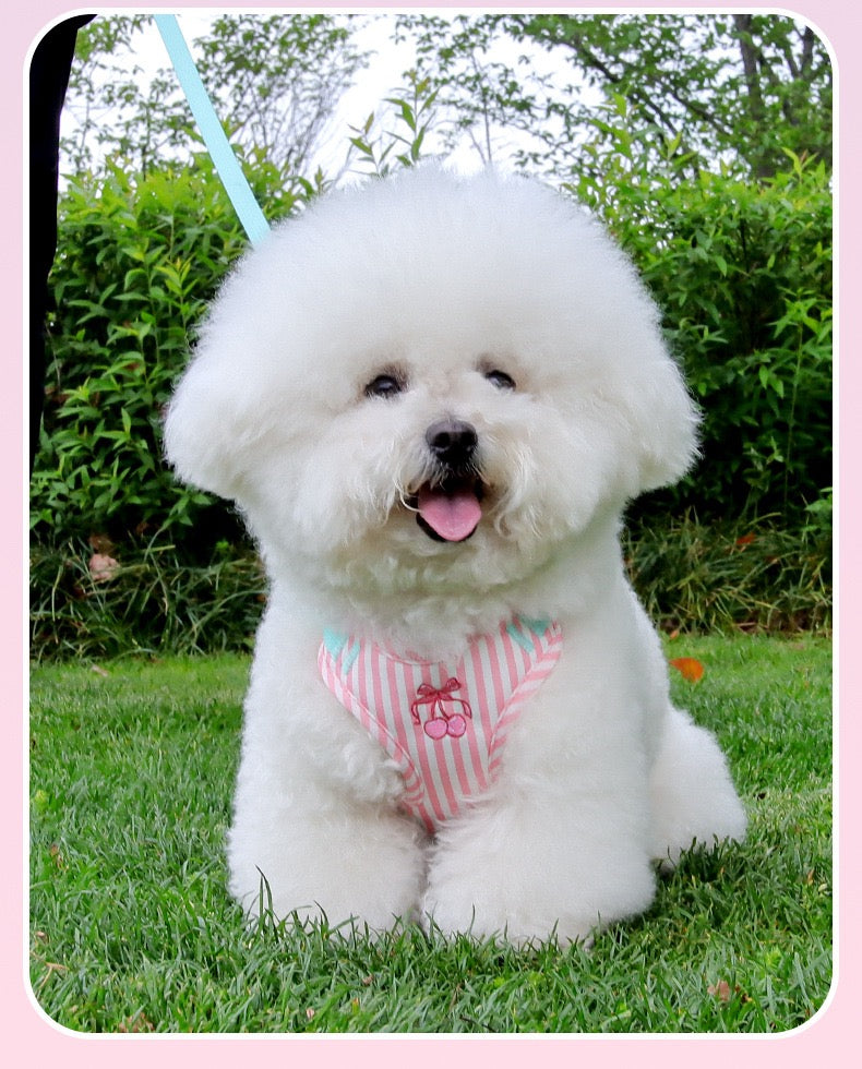 Pechera raza pequeña manzana rosada HAR012