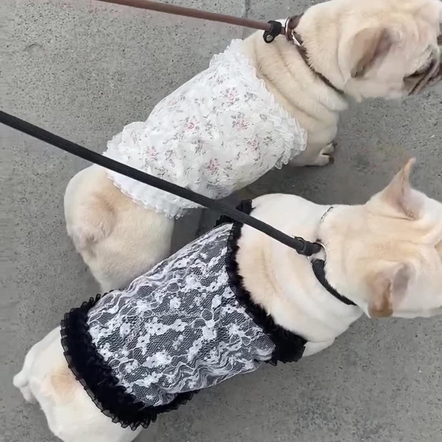 Vestido de encaje negro para mascotas