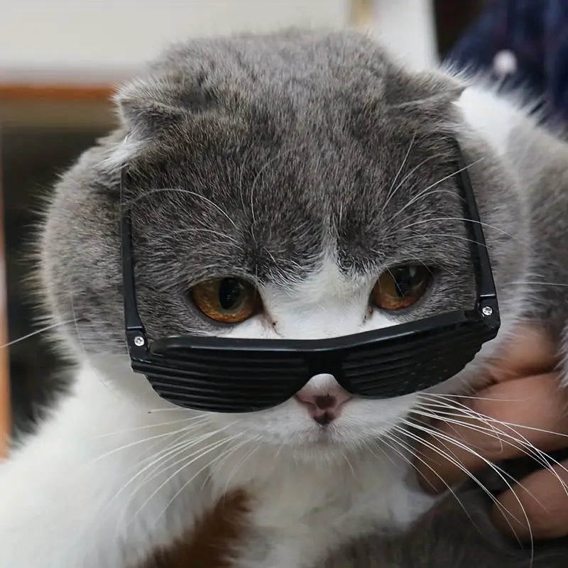 Gafas de sol para gatos