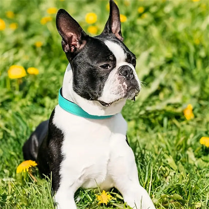 Collar reflectante para perros