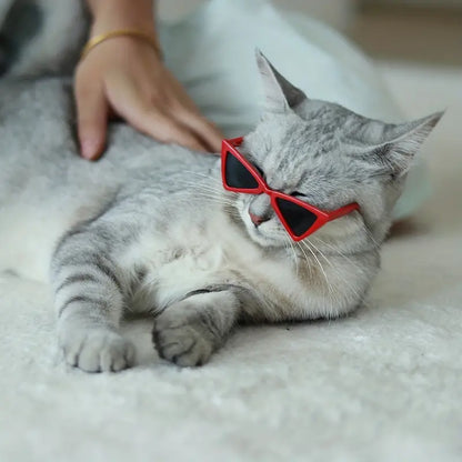 Gafas de sol triangulares para gatos