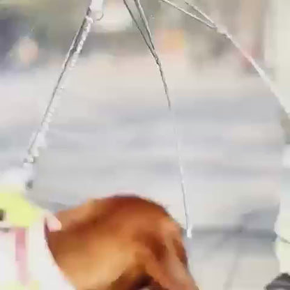 Paraguas para mascotas pequeñas (70cm diametro)