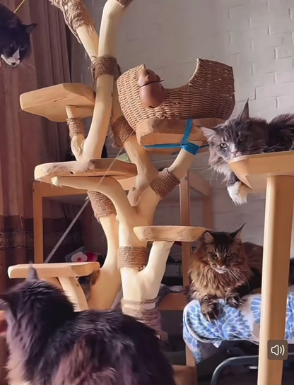 Juguete interactivo elevador automático para gatos