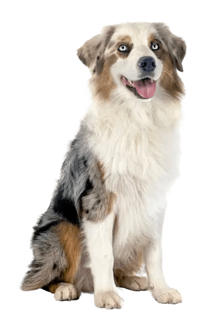 Comida para Perro Advance: Gastroenteric