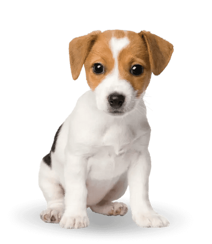 Comida para perro Advance active defense