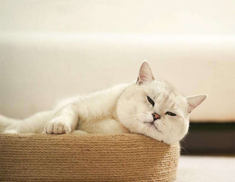 Cama rascador con forma de conejo